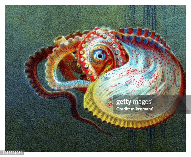 old chromolithograph illustration of greater argonaut (argonauta argo) - cephalopod stockfoto's en -beelden