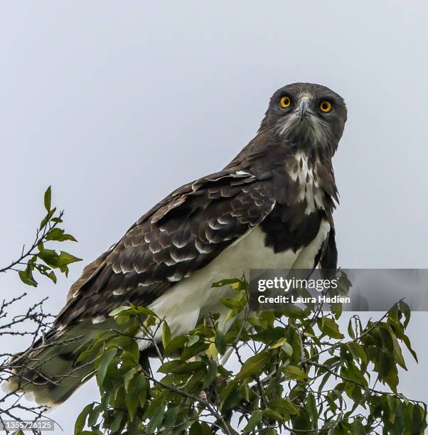 black chested snake eagle in the wilds of africa - black chested snake eagle stock pictures, royalty-free photos & images