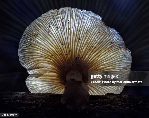 mushroom residents - fungus gill stock pictures, royalty-free photos & images