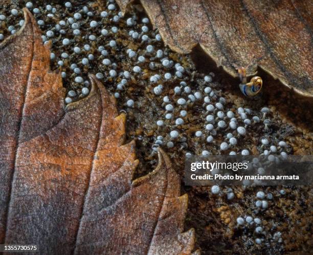 slime mold between 2 maple leaves & a snail - plasmódio - fotografias e filmes do acervo