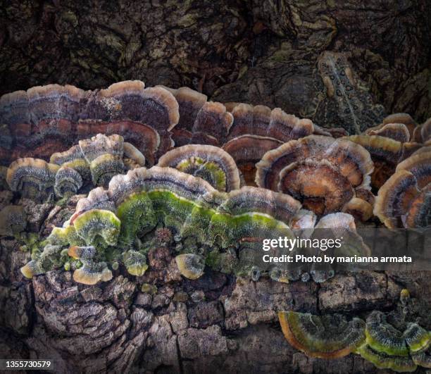 turkey tail mushrooms and a toad - woodland camo stock pictures, royalty-free photos & images