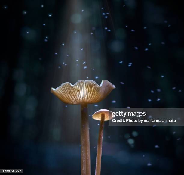 parent and child mushrooms watching flies buzz in the light - fungus ストックフォトと画像