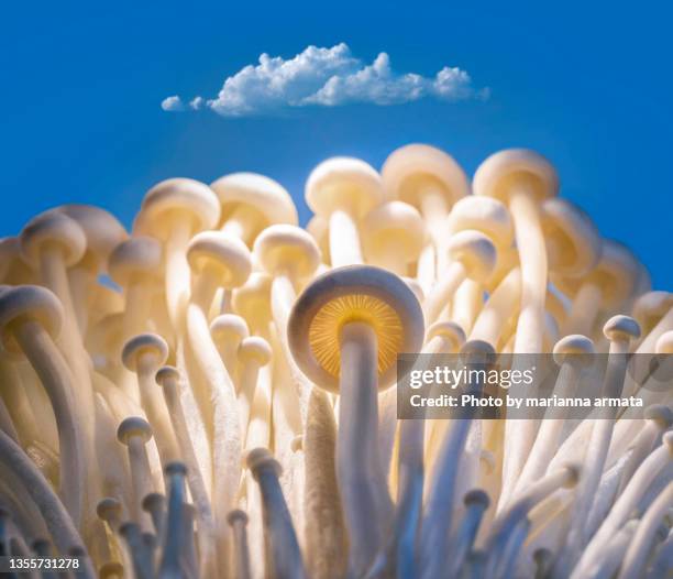 enoki mushrooms on sky blue - enoki mushroom stock-fotos und bilder