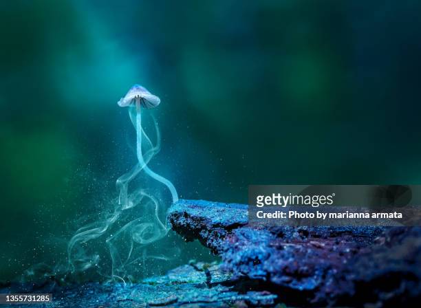 bioluminescent mushroom - spore stock pictures, royalty-free photos & images