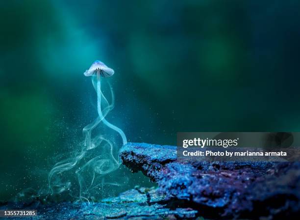 bioluminescent mushroom - bioluminescência imagens e fotografias de stock