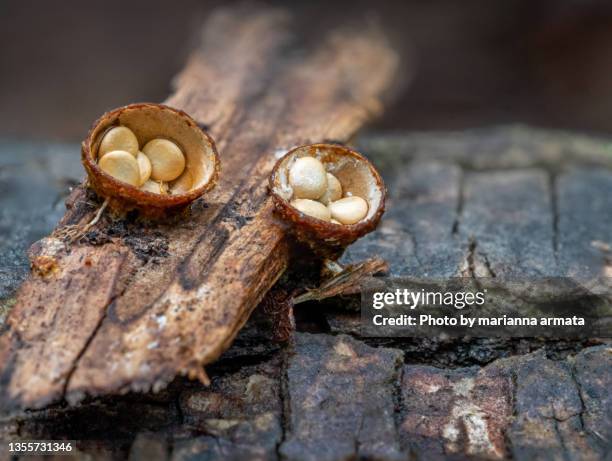 common birds nest mushrooms - birds nest ストックフォトと画像