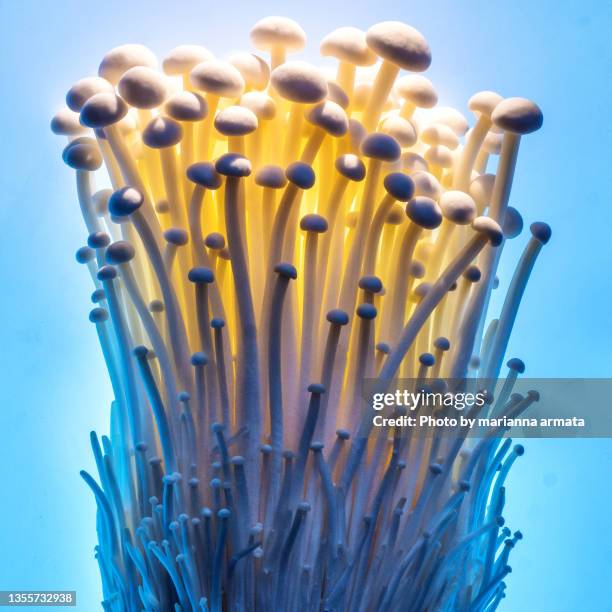 enoki mushrooms on sky blue - enoki mushroom stock-fotos und bilder