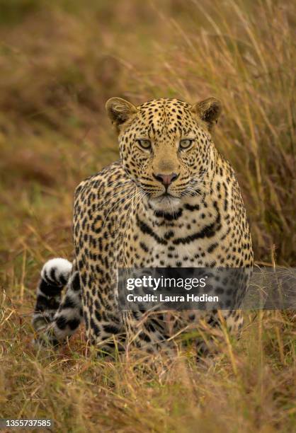 leopard surveys the wilds of africa while hunting - leopard stock pictures, royalty-free photos & images