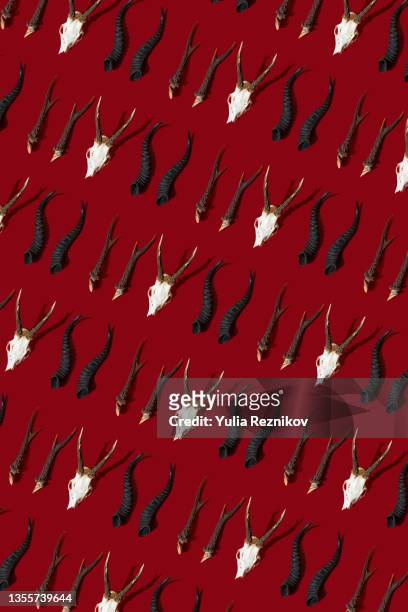 repeated antlers of springbok and deer on the red background - deer skull bildbanksfoton och bilder