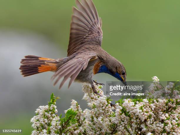 close-up photograph of bluethroat nightingale posing with outstretched wings on white flowers, with selective focus. - nightingale fotografías e imágenes de stock