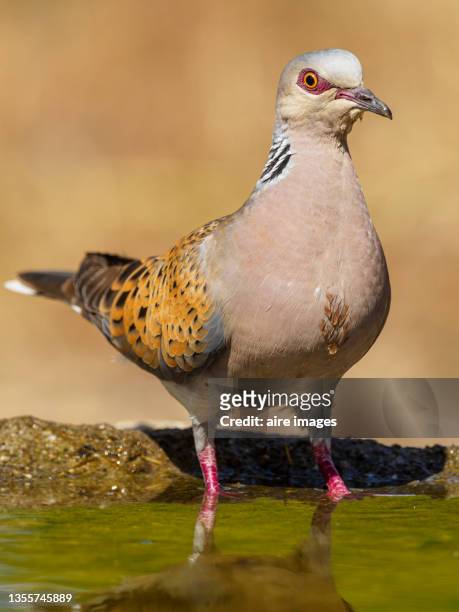 close-up portrait of european turtle dove, macro front view and selective focus outdoors - turtle doves stock pictures, royalty-free photos & images