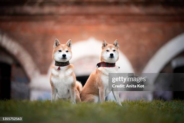 portrait of two shiba inu dogs - akita inu fotografías e imágenes de stock