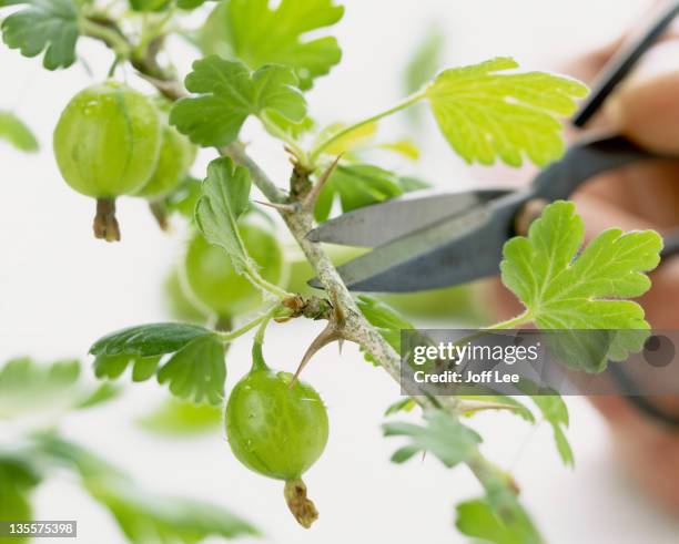 branch of gooseberry bush with secateur blades - uva spina foto e immagini stock