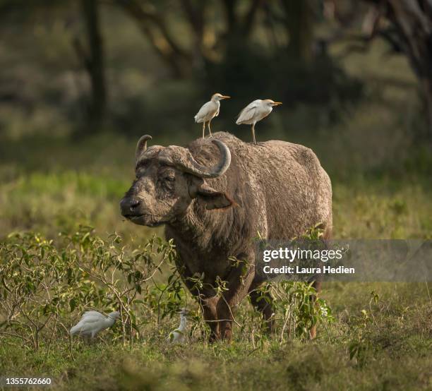 water buffalo surveying the land with cattle egrets hitching a ride - water buffalo stock pictures, royalty-free photos & images