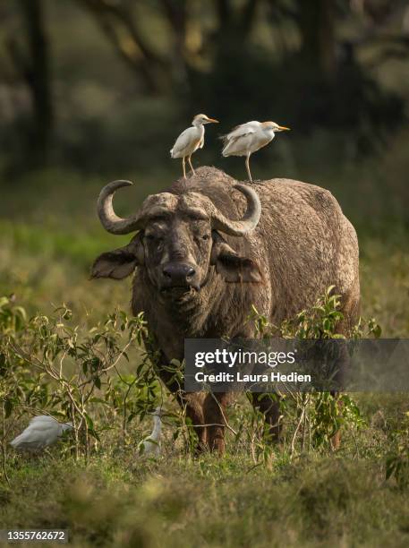 water buffalo surveying the land with cattle egrets hitching a ride - water buffalo stock pictures, royalty-free photos & images