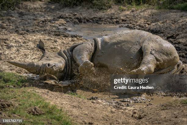 rhino taking a mud bath in ol pejeta kenya - mudbath stock pictures, royalty-free photos & images