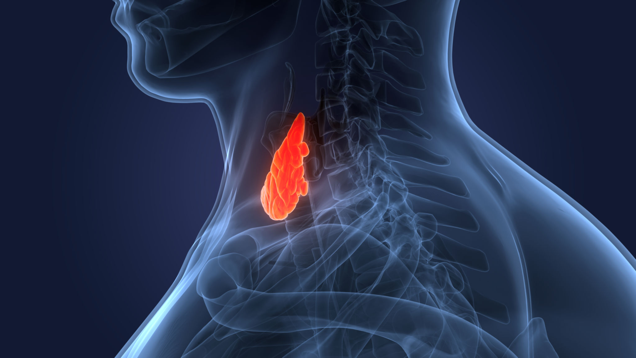 endocrine system diagram