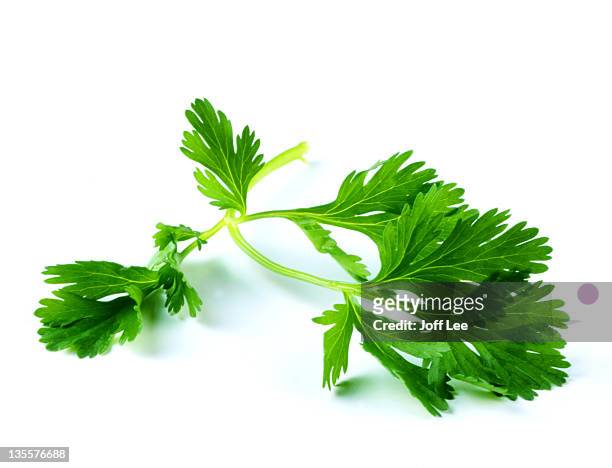 flat leaf parsley - parsley stock-fotos und bilder