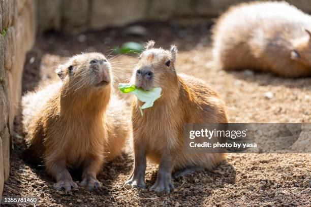 capybara - capybara ストックフォトと画像