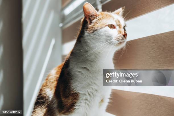 cat looking through a window with blinds. - sun rays through window stock pictures, royalty-free photos & images