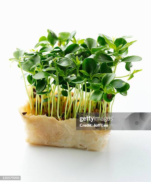 tahoon cress - watercress stock pictures, royalty-free photos & images