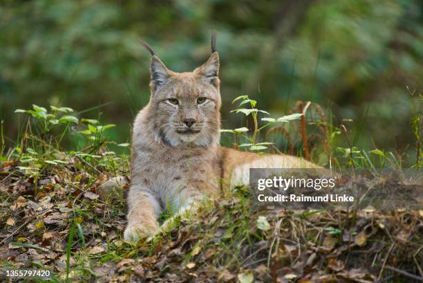 european lynx; lynx lynx - lince eurasiático fotografías e imágenes de stock