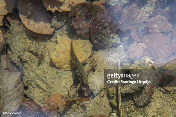 close-up of palmate newt (lissotriton helveticus) on a pond - salamandra stockfoto's en -beelden