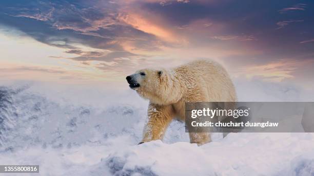 polar bear (ursus maritimus) enjoy playing in the snow - polar bear stock pictures, royalty-free photos & images