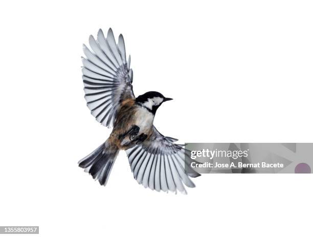 close-up of bird tannenmeise (periparus ater) coal tit in flight with open wings  on a white background. - aves fotografías e imágenes de stock