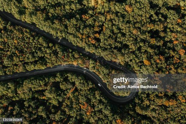 forest roadtrip - hungary countryside stock pictures, royalty-free photos & images