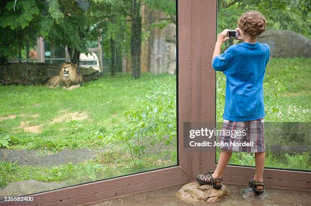 caucasian boy ( 9 years old) taking pictures of a lion with a digital camera at the franklin park zoo, boston, massachusetts, usa, 29 may 2010 - 8 9 years stock pictures, royalty-free photos & images