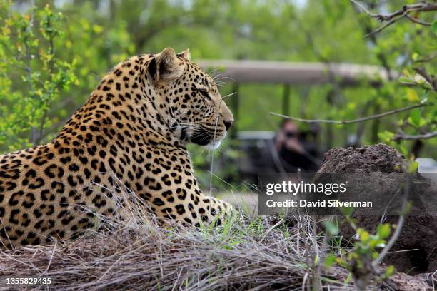 Leopard rests on a termite mound in front of tourists in an open jeep on a game drive in search for wildlife on November 27, 2021 in the Sabi Sands...