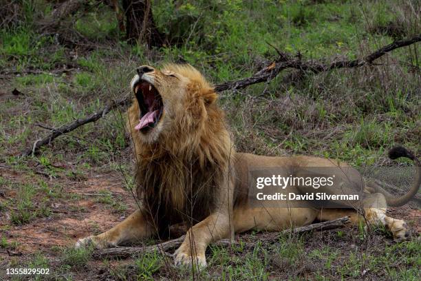 Male lion yawns in front of tourists on a game drive in search for wildlife on November 27, 2021 in the Sabi Sands nature reserve, adjacent to South...