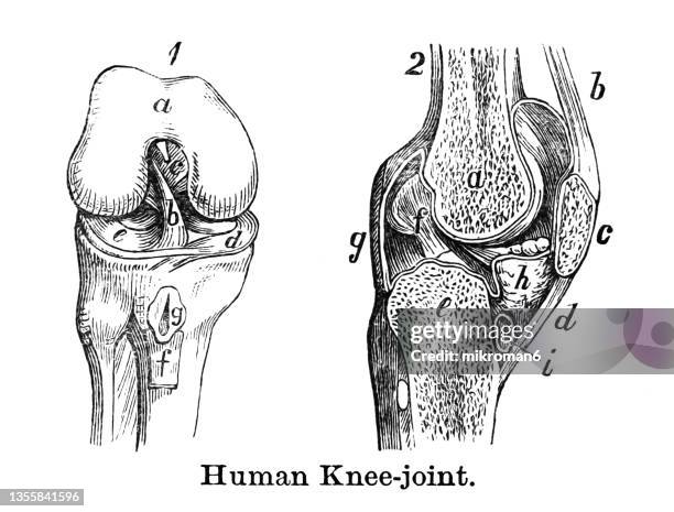 Joint Draw 329 Elbow Joint Drawing Stock Photos, High-Res Pictures, and Images ...