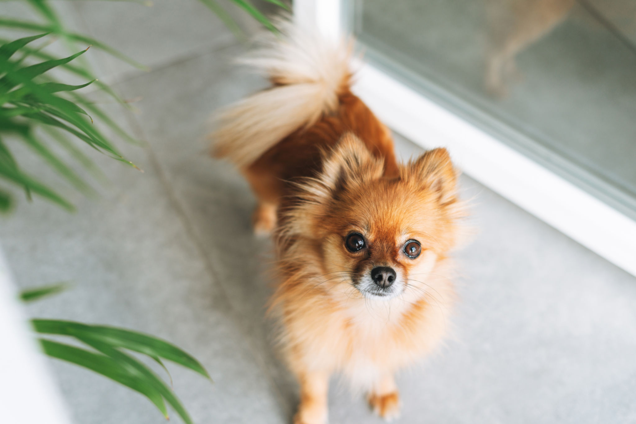 small dog home