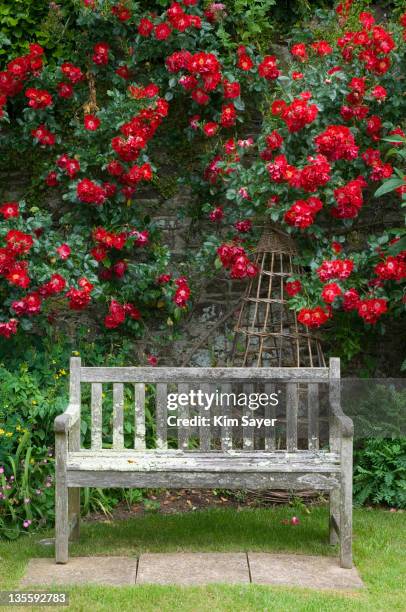 wooden garden bench with red climbing ros (rosa) behind, june - the art of being obscured stock-fotos und bilder