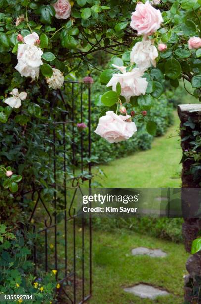 pink climbing rose (rosa) trained across garden entrance, june - garden gate rose stock pictures, royalty-free photos & images