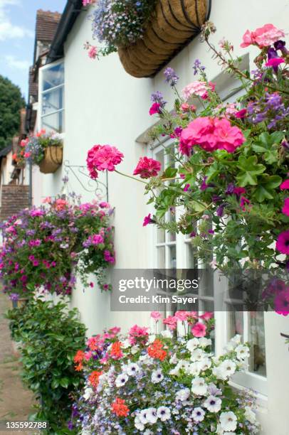 hanging baskets with lobelia (lobelia), geraniums (pelargonium) and petunias (petunia), august - hanging basket stock pictures, royalty-free photos & images