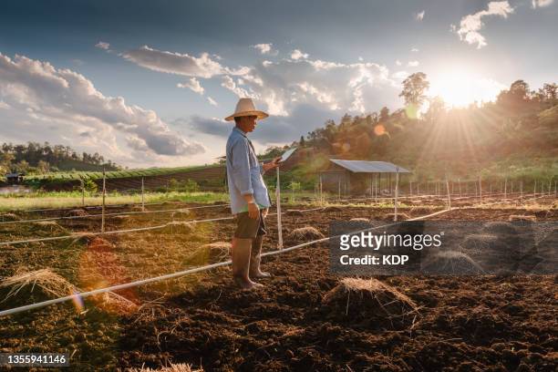 portrait of mature male farmer using digital tablet while working plant cultivating preparation in agriculture fields. - agriculture stock pictures, royalty-free photos & images