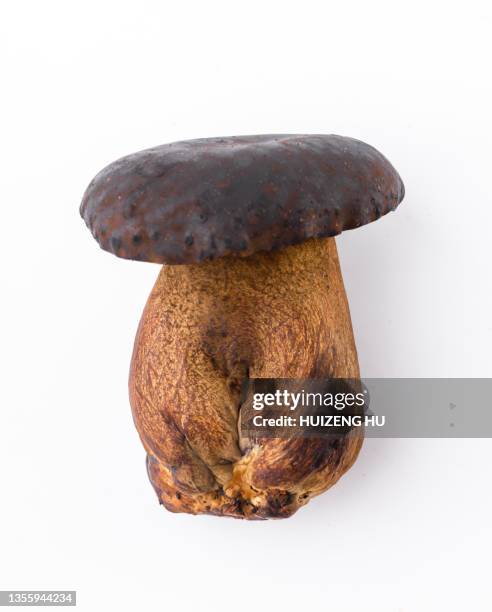 mushroom - boletus aereus stock pictures, royalty-free photos & images