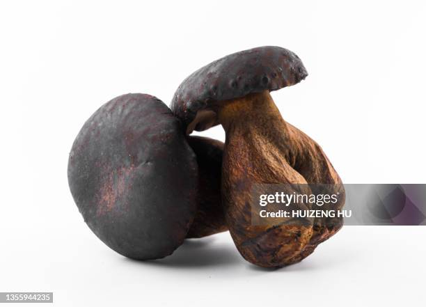 black boletus, edible mushroom - boletus aereus stock pictures, royalty-free photos & images
