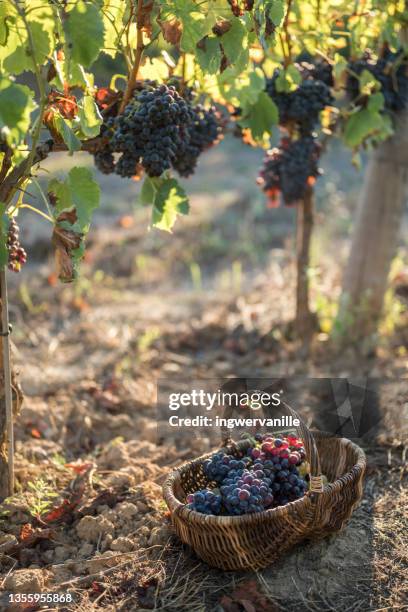 basket with grapes in a wineyard - saint tropez stock-fotos und bilder