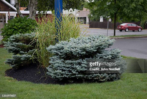 well tended plantings outside a burger king in greenfield, ma - the burger king stock pictures, royalty-free photos & images