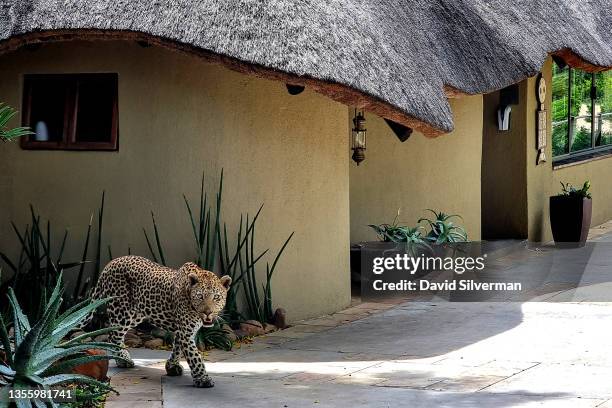 Male leopard saunters through Inyati Game Lodge in the Sabi Sands nature reserve on November 28, 2021 in Mpumalanga, South Africa. The South African...