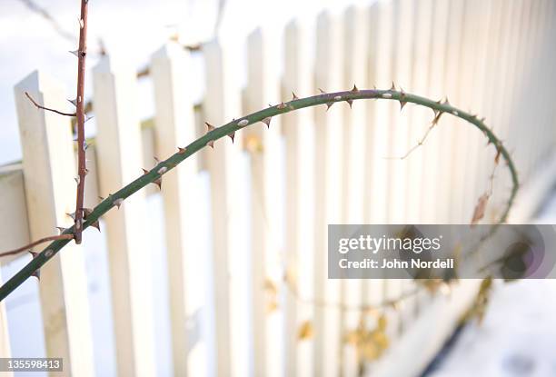 branch of a rose bush in front of white picket fence awaits spring on a winter's day - thorn stock pictures, royalty-free photos & images