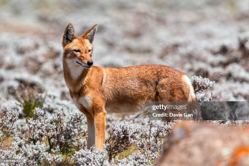 Ethiopian Wolf