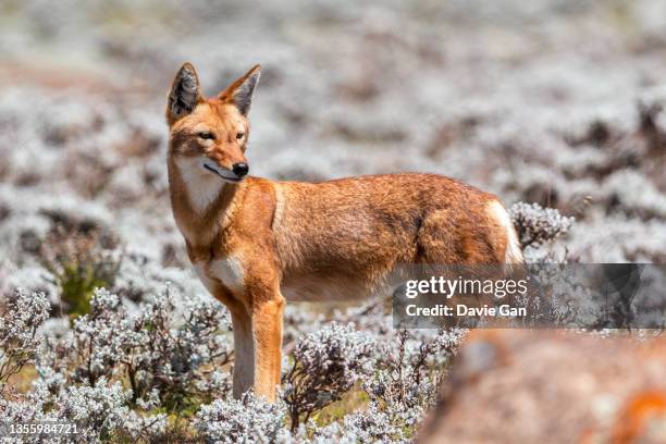 ethiopian wolf - räv bildbanksfoton och bilder