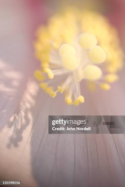 hibiscus flower close-up - estigma imagens e fotografias de stock