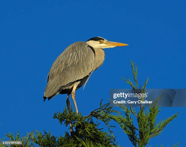 Grey Heron Ardea Cinerea, Photo