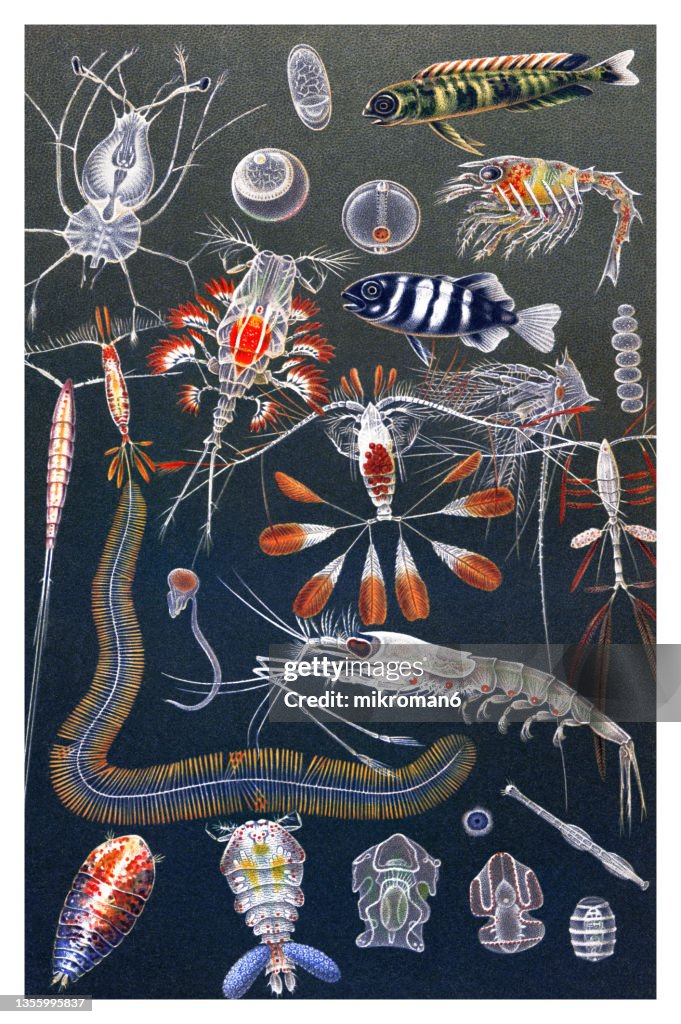 Old chromolithograph illustration of life in the oceans, marine animals